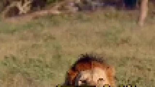 狮王巡视领地察觉入侵者并随即强势反击