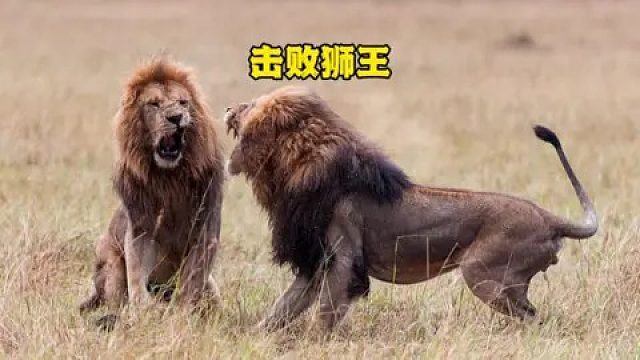 狮王巡视领地发现两头雄狮入侵，双方很快展开生死较量