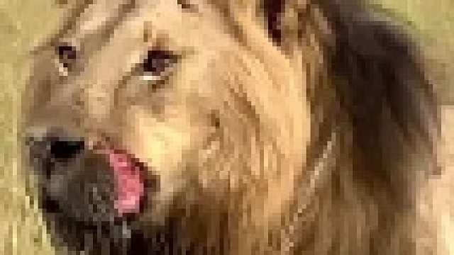 狮王巡视领地发现强大对手，双方不由分说展开较量以致嘴巴被咬破