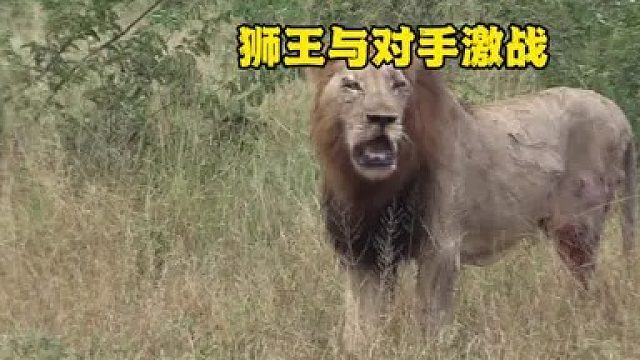 狮王巡视领地发现强大对手，为保领地随即拼死力战
