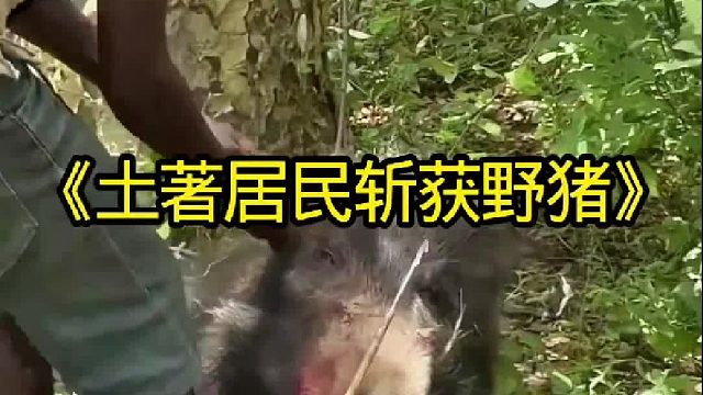 土著居民斩获偷吃粮食的野猪