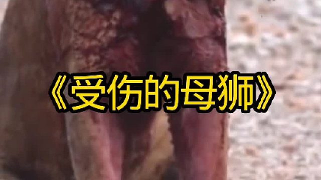 母狮遭到狮群驱赶，没有族群的它寸步难行