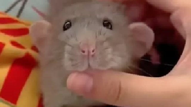 女孩救了一只即将被大水冲走的小老鼠，没想到它在女孩家十分调皮