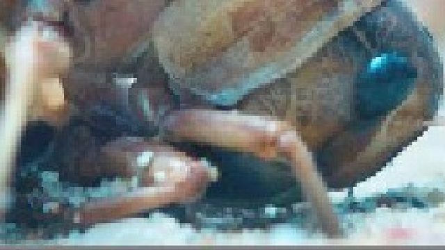 女人用身体喂养蝗虫，结果悲剧了