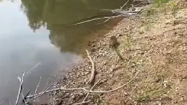 男子钓鱼遇到野生动物貉，以为是小狗走近后误认成小浣熊 -