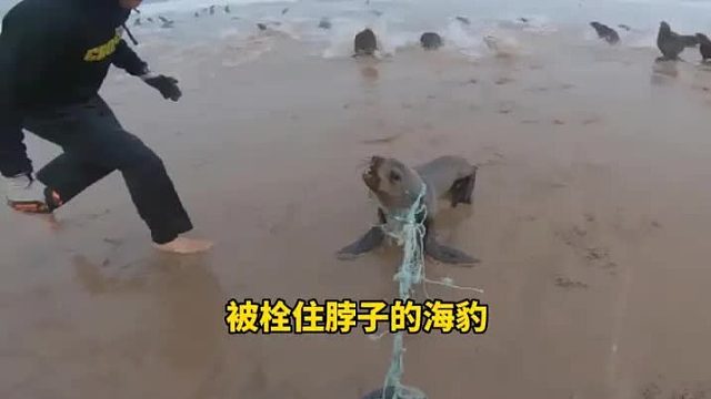 海豹被绳子困着，拼命的挣脱