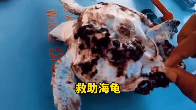 海龟被藤壶寄生，龟壳已经破烂不堪