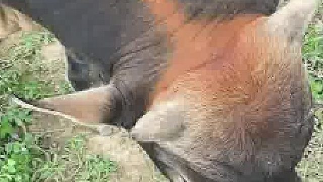 勇敢牛牛，不怕困难，但是会把困难带给别人。。。