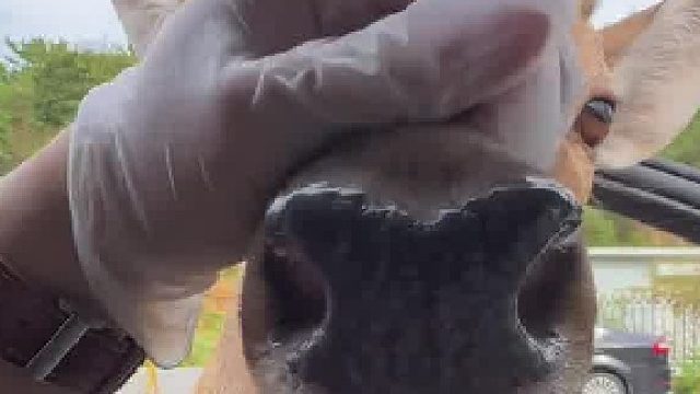 鹿 你又来捏我鼻子了