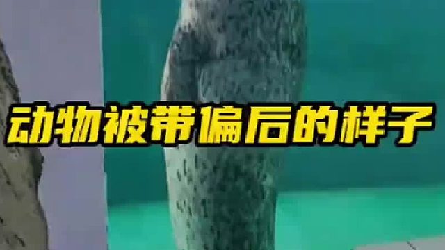 这些动物被带偏后的样子