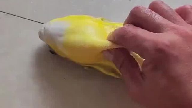 河豚敲打敲出声音，还带有拖拉机的声音，超好玩！