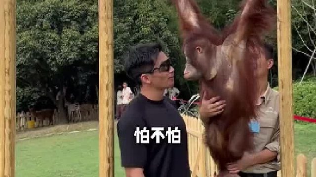 男生和猩猩比赛竞速，猩猩：拿你的极限，挑战我的基础