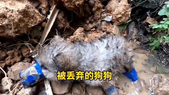 狗狗被五花大绑丢在河沟里面，不过它是幸运的
