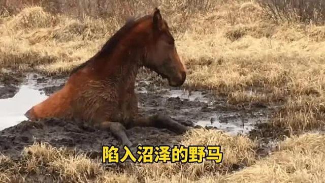 小野马深陷沼泽，令人出乎意料它似乎十分通人性