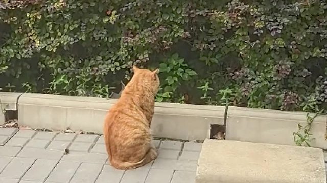 大橘：好没边界感的人类！哈哈哈哈