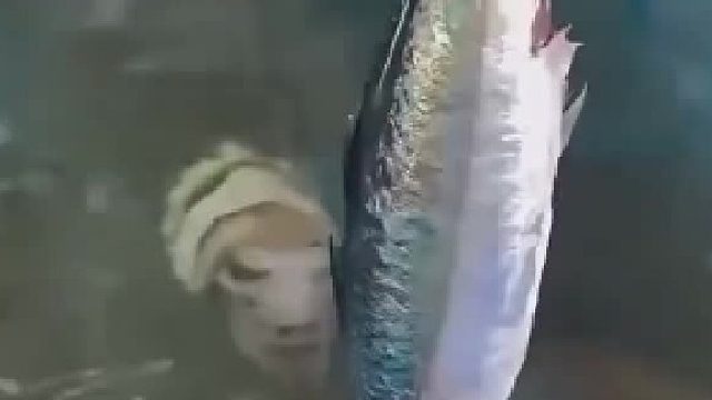 乌贼模仿人类的脸。