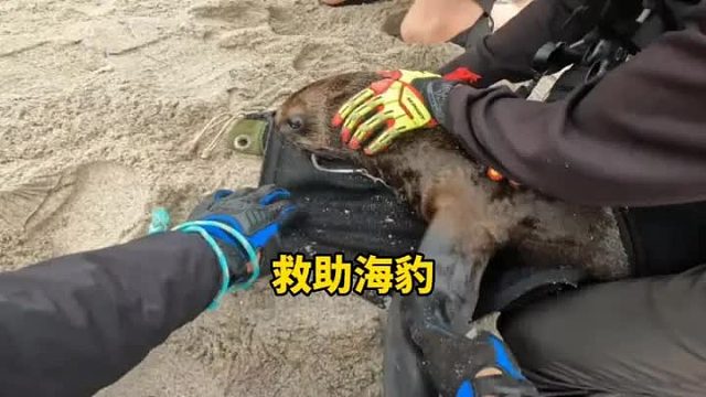 小哥奋不顾身的冲向海豹群，只为这个世界增添一份温暖