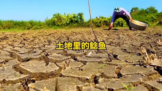 神奇的土地里面钻出来鲶鱼