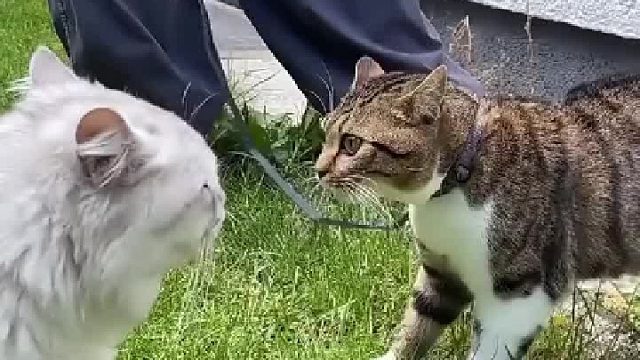 英伦风vs异域情：两只猫咪的较量