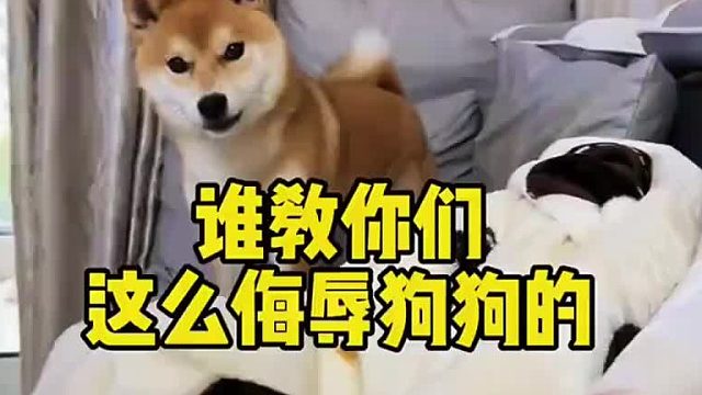 到底是谁教你们这么侮辱狗狗的