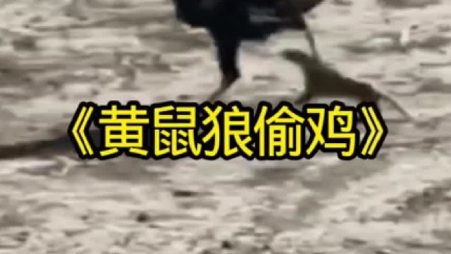 饥饿的黄鼠狼进村偷鸡