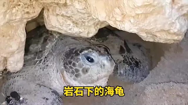 海龟被压在岩石下出不来，只能托梦寻求帮助