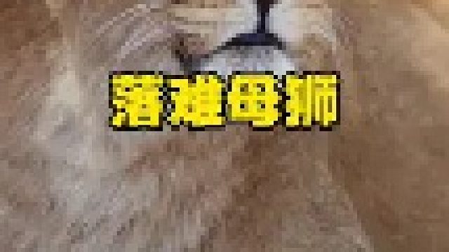 狮王战败被噶母狮带娃艰难生存