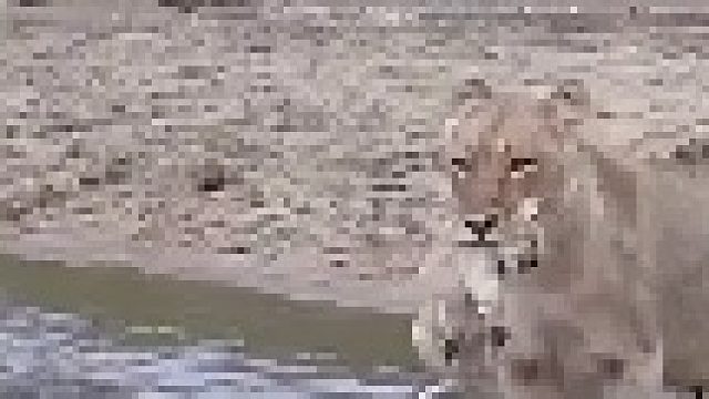 狮王战败逃走留下母狮与小狮子