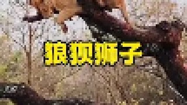 狮子被强大对手给逼到绝境