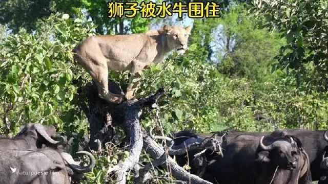 狮子被水牛围住，无奈站到了树上逃避，那么它能否躲过这一劫呢