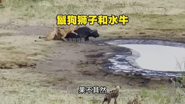 狮子捕获水牛遭遇鬣狗群觊觎