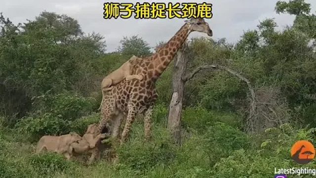 狮子捕捉长颈鹿，狮群捕猎