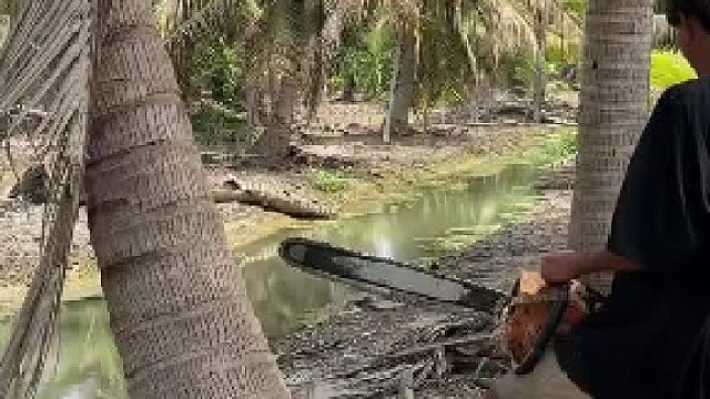 原来椰子树是这样的！