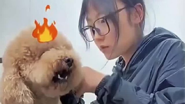狗子泪痕好了被送去美容，对美容师吡牙！