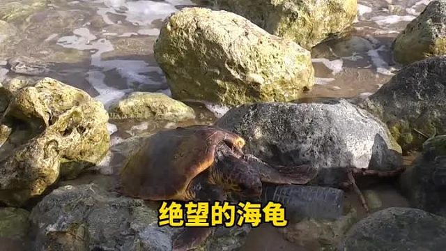 海龟身上的塑料瓶子渔网已经让他痛苦难耐