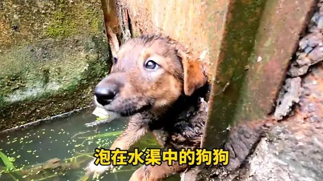 狗狗被狠心的主人，丢在冰冷的水渠中