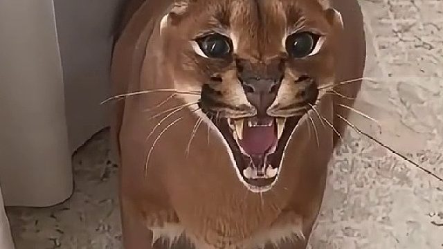 如果是你敢把手指放进它的嘴里吗？