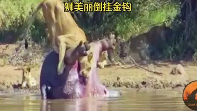 狮子倒挂金钩吃河马，没想到被吓了一大跳