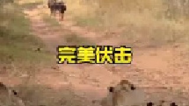 狮子的完美伏击