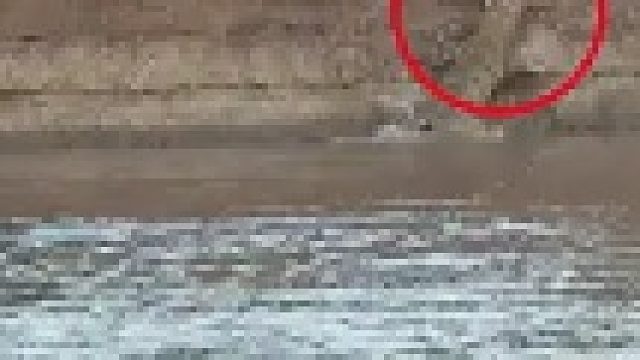 狮子掉入河里遭到鳄鱼偷袭