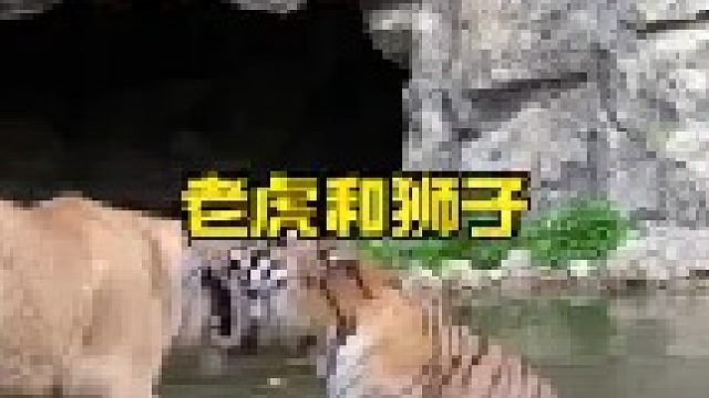 狮子对着老虎蠢蠢欲动