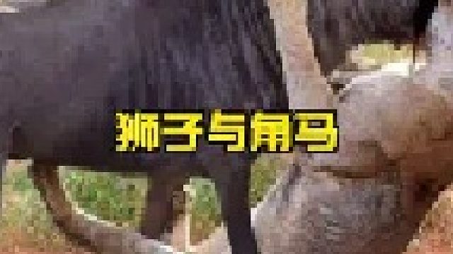 狮子攻击陷入沼泽的角马