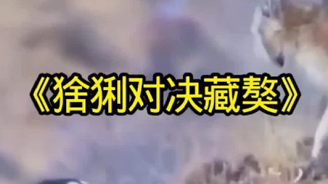 猞猁对决藏獒