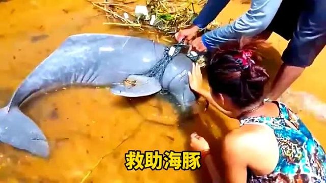 海豚冒着生命主动搁浅在沙滩上，只为遇见好心人救助自己一命