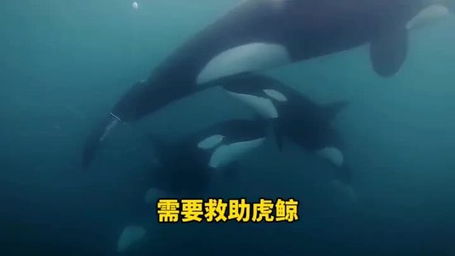 虎鲸主动围着游艇转圈，祈求救救自己的妈妈，结局真是暖心