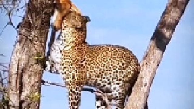 花豹想把树上的食物搬下来，没想到卡在树杈上拽不动！