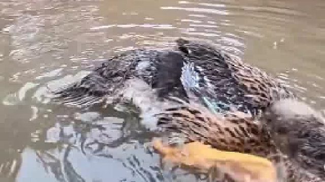 这是有跳蚤吗，哈哈