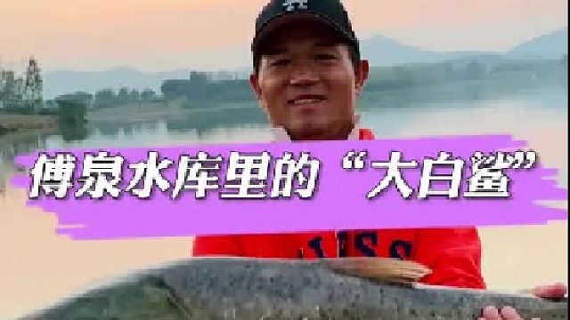 傅泉的“大白鲨”。