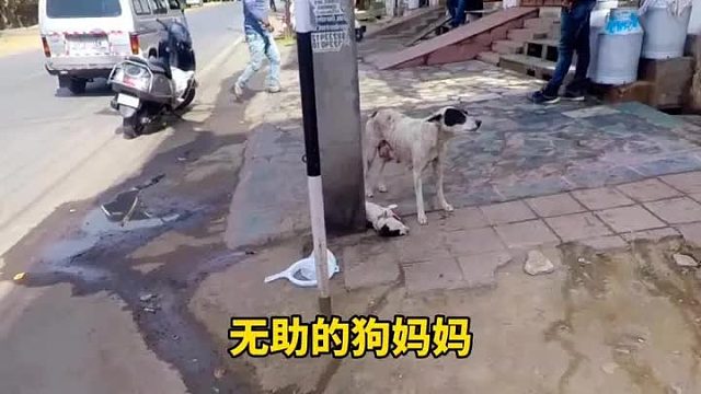 大白狗不停的求救路人，只因想让帮助救救自己的儿子