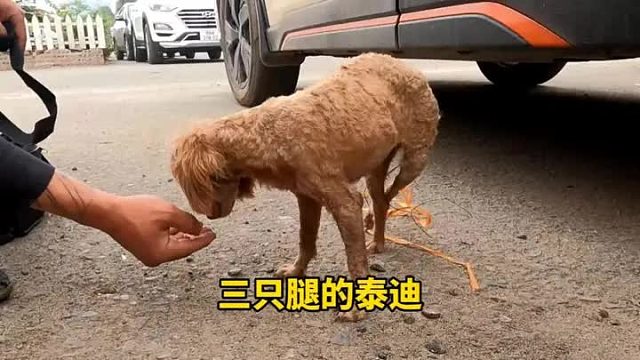 被主人丢弃用铁丝绑住腿的小泰迪，看着真是令人心疼